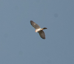 Accipiter ovampensis
