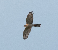 Accipiter ovampensis