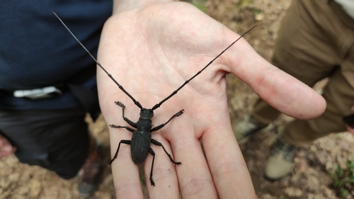 Morimus asper
