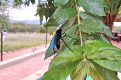 Batozonellus fuliginosus