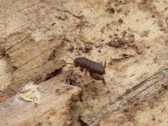 Myrmecophilus pergandei