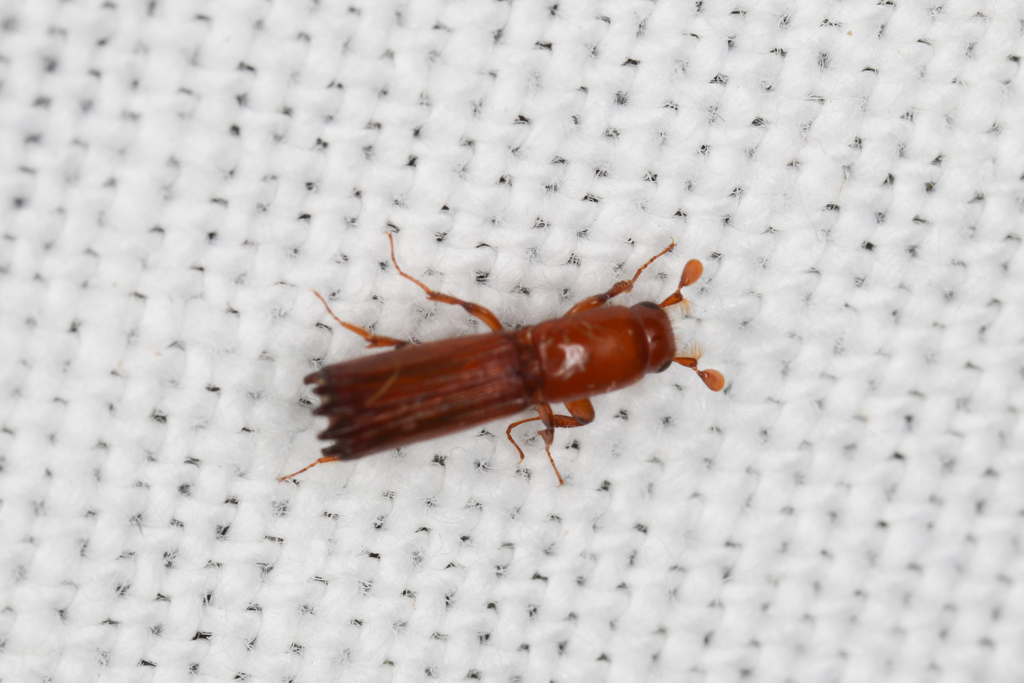 Tesserocerus ericeus