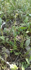 Polygala monspeliaca