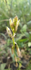 Polygala monspeliaca