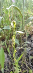 Polygala monspeliaca