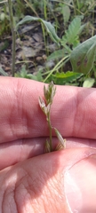 Polygala monspeliaca