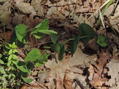 Aristolochia rotunda