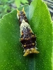 Papilio demodocus demodocus