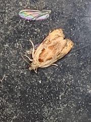 Zomaria interruptolineana