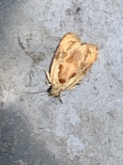 Zomaria interruptolineana