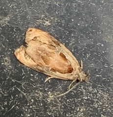 Zomaria interruptolineana