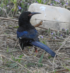 Phoeniculus purpureus