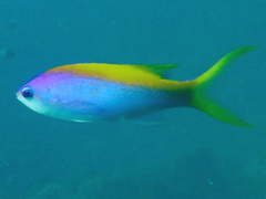 Mirolabrichthys evansi