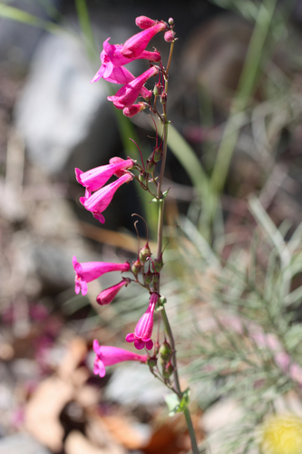 penstemon pseudospectabilis