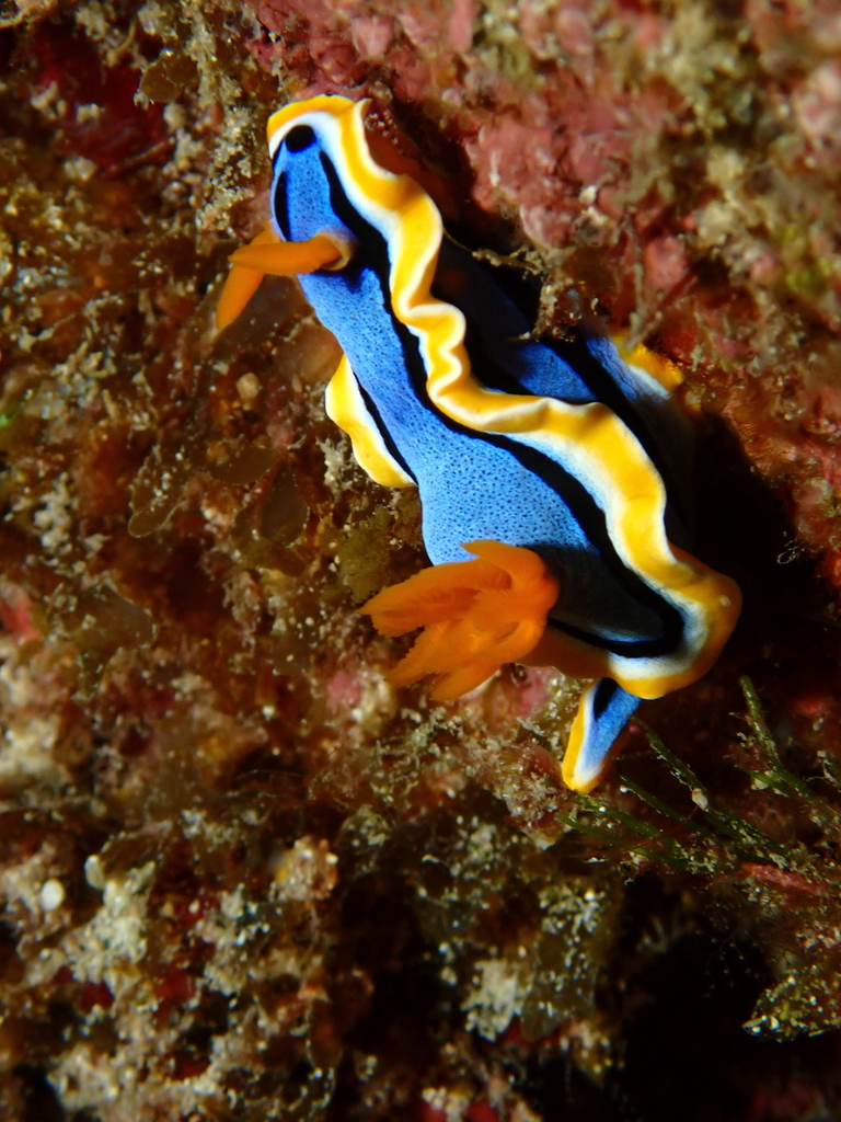 Anna's Chromodoris