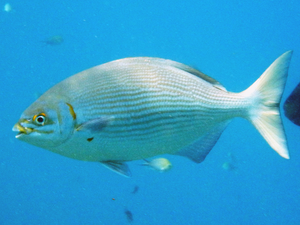 Brassy Drummer (Reef Fish of the Hawaiian Islands) · iNaturalist