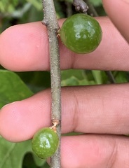 Amphibolips melanocera