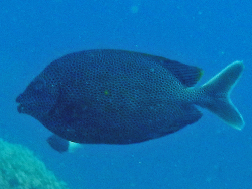 Siganus laqueus