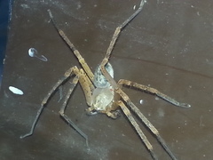 Curicaberis culiacan