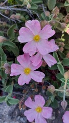 Cistus parviflorus
