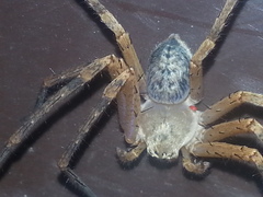 Curicaberis culiacan