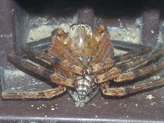 Curicaberis culiacan