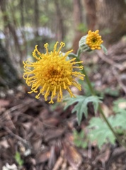 Cacaliopsis nardosmia