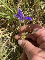 Brodiaea terrestris