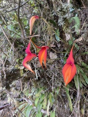 Masdevallia veitchiana