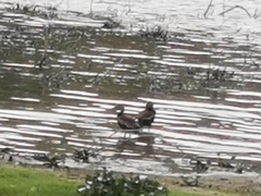 Dendrocygna autumnalis