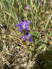 Brodiaea terrestris