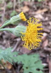 Cacaliopsis nardosmia
