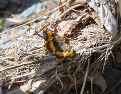 Chlosyne californica