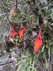 Masdevallia veitchiana