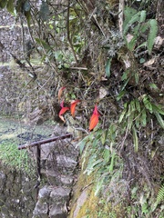 Masdevallia veitchiana