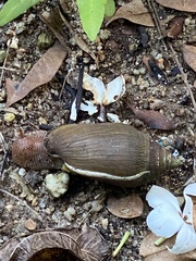 Ellobiidae