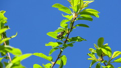 Platypediini