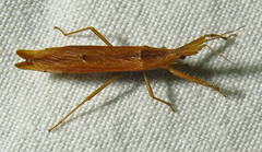 Cimicomorpha