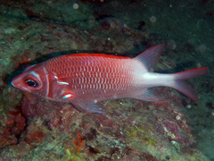 Sargocentron caudimaculatum