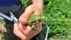 Pelophylax lessonae