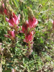 Onobrychis humilis