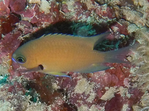 Pycnochromis agilis