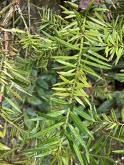 Podocarpus glomeratus