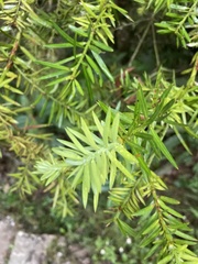 Podocarpus glomeratus