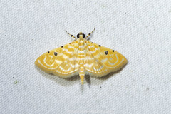 Notarcha aurolinealis
