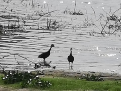 Dendrocygna autumnalis