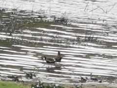 Dendrocygna autumnalis