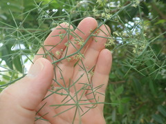 Asparagus aphyllus