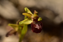 Ophrys exaltata