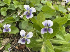Viola sororia